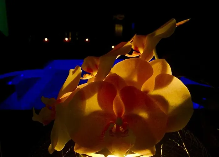 Tatil Evi Casa Lira Arco da Calheta (Madeira)