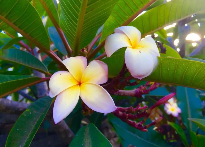 Ferienhaus Casa Lira *